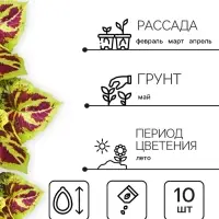 Семена цветов Колеус "Фейерверк" Мозаика F1, О, 10 шт