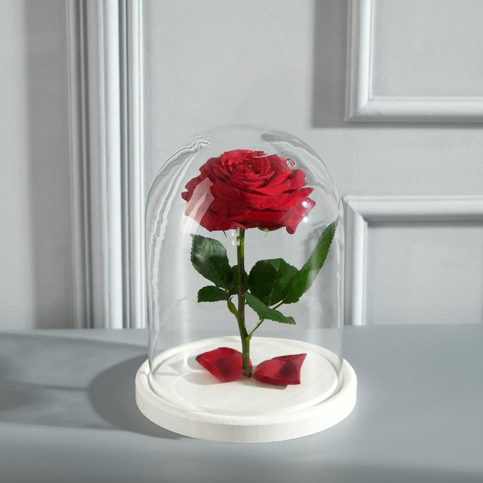 Стеклянный купол-клош на деревянной подставке Стеклянный купол-клош на деревянной подставке "Венсан - 1", 20х15 см, белый