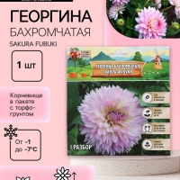 Георгина Бахромчатая SAKURA FUBUKI, клубелуковица в упаковке, р-р I, 1 шт.