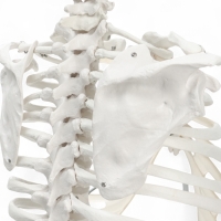 Макет "Поясничный отдел позвоночника, тазобедренный сустав" 40*26см