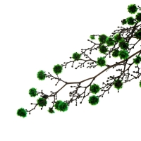 Сухие цветы &laquo;Молочай Миля&raquo;, 25 г, длина &mdash; 70 см, цвет зелёный