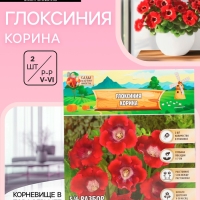 Глоксиния &laquo;Корина&raquo;, многолетник, комнатный, луковица в пакете с перфорацией, р-р 5/6, 2 шт.
