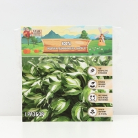 Хоста Undulata Mediovariegata, корневище в пакете с торфогрунтом, р-р I, размер M,1 шт.