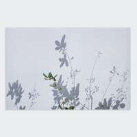 Фотофон двусторонний бумага 300 гр "Изящные растения" 57х87 см Фотофон двусторонний бумага 300 гр "Изящные растения" 57х87 см