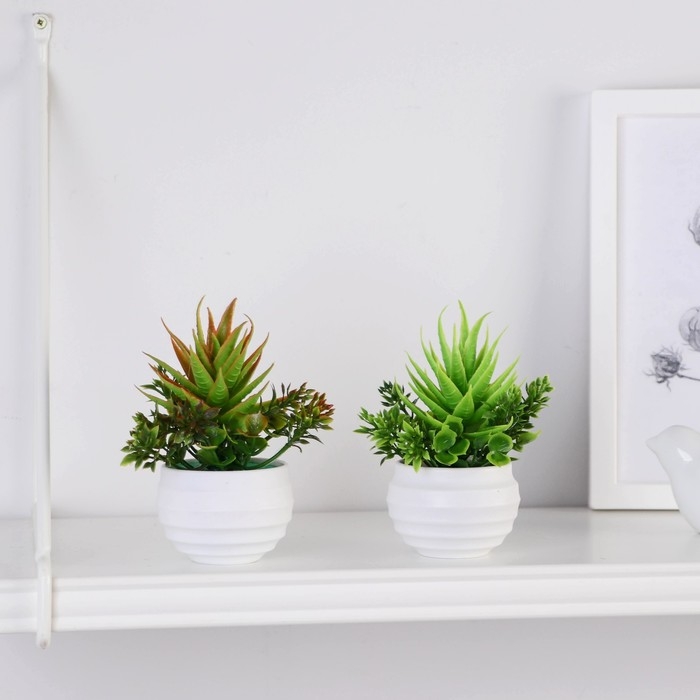 Бонсай в горшке Бонсай в горшке "Цветок рео" 5,5х11 см, микс