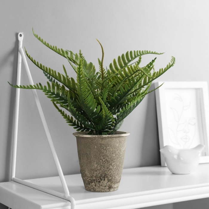 Бонсай в горшке "Нефролепис премиум" 24х8,5 см, микс