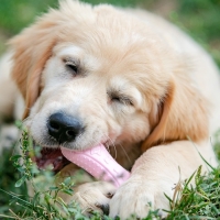 Игрушка плавающая "Косточки" Пижон Premium, вспененный TPR, 10,5 х 5,5 х 2 см, розовая