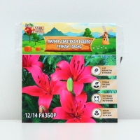 Лилия Азиатская Кашпо Trendy Havanna, луковица в пакете с перфорацией, р-р 12/14, 2 шт.