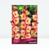 Гладиолус крупноцветковый &laquo;Присцилла&raquo;, луковица цветов в пакете с перфорацией, , р-р 10/12, 10 шт.