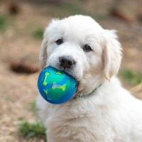 Мяч для собак "Двойное удовольствие", TPR+войлочный мяч, 7,6 см Мяч для собак "Двойное удовольствие", TPR+войлочный мяч, 7,6 см