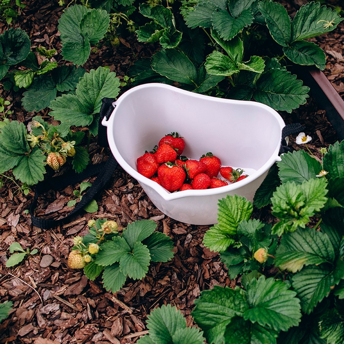 Ёмкость для сбора ягод, 3 л, белая