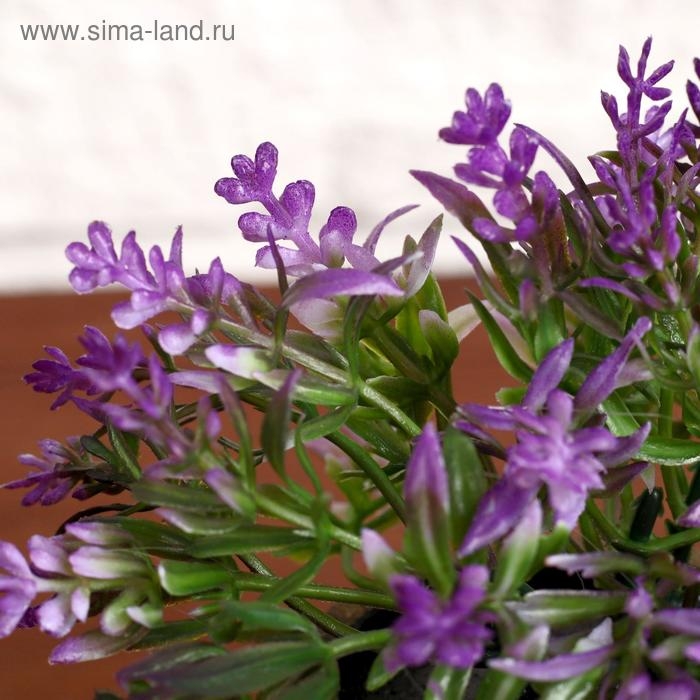 Бонсай в горшке Бонсай в горшке "Седум" 6х10 см, микс