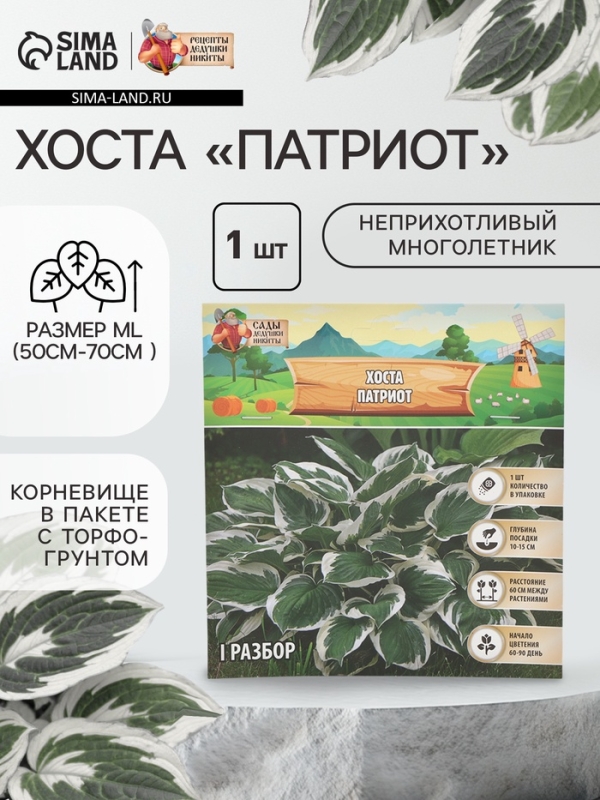 Хоста &laquo;Патриот&raquo;, корневище в пакете с торфогрунтом, р-р I, 1 шт.