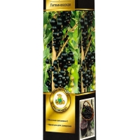 Смородина черная перспективные сорта "Литвиновская", 1 шт, туба, Весна 2025