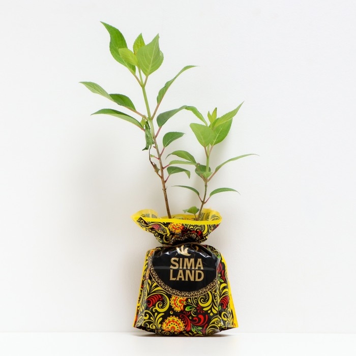 Саженец Гортензия Пинки Винки, Горшок P9, Лето 2024 Саженец Гортензия Пинки Винки, Горшок P9, Лето 2024