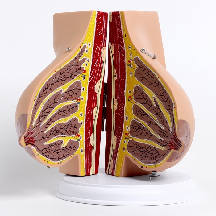 Макет "Женская грудь в разрезе" 18*13*13см