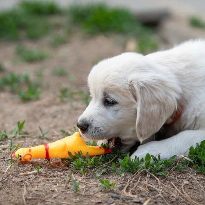 Игрушка пищащая Игрушка пищащая "Задумчивая курица" малая, 16,5 см, жёлтая