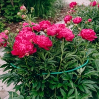 Кустодержатель, d = 30 см, h = 60 см, ножка d = 0,3 см, металл, набор 2 шт., зелёный, Greengo Кустодержатель, d = 30 см, h = 60 см, ножка d = 0,3 см, металл, набор 2 шт., зелёный, Greengo