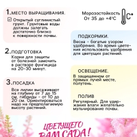 Астильба Арендса Cattleya многолетник, корневище в торфогрунте, р-р II, 2 шт.