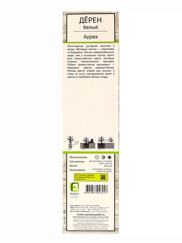 Дерен белый &laquo;Ауреа&raquo;, саженец, декоративный, 1 шт., туба