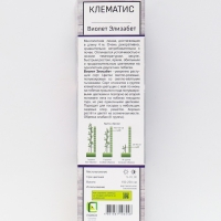 Клематис крупноцветковый "Виолет Элизабет ", 1 шт, туба, Весна 2025