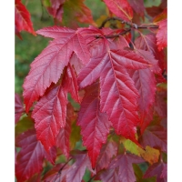 Клен Гиннала , С3 горшок, Н40-60 высота, 1 шт, Осень 2024