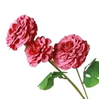 Цветы искусственные "Хризантема волнистая галант" d-8 см 58 см, пыльно-розовый