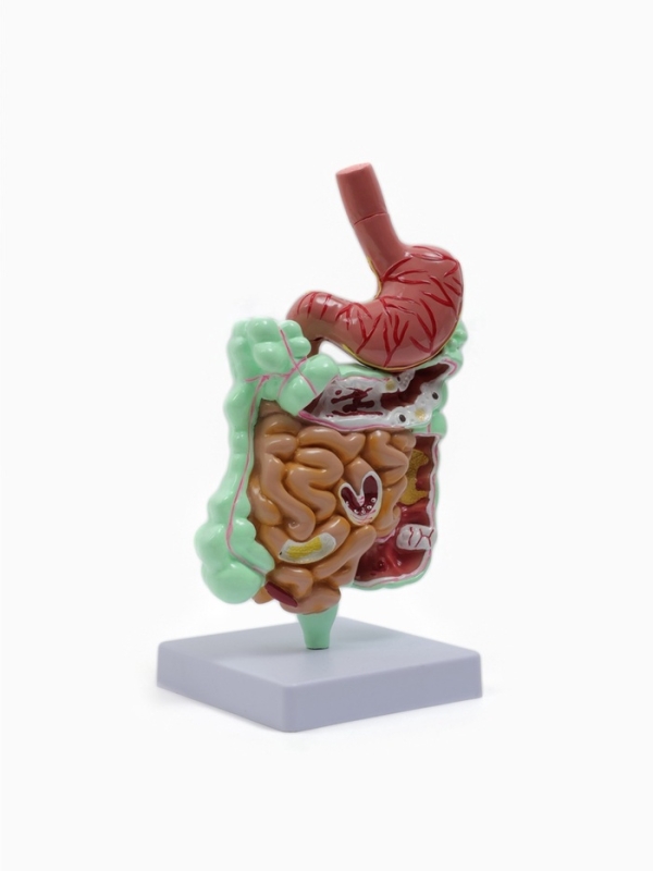 Макет "Кишечник человека" 25*14 см