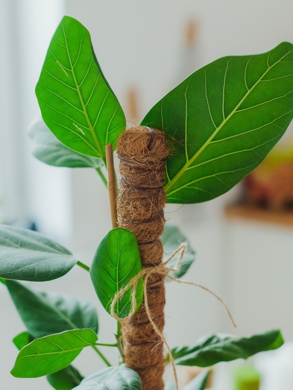 Опора для комнатнных цветов, h=100 см, d=2.5 см, пластик, кокосовая оплётка, Greengo Опора для комнатнных цветов, h=100 см, d=2.5 см, пластик, кокосовая оплётка, Greengo