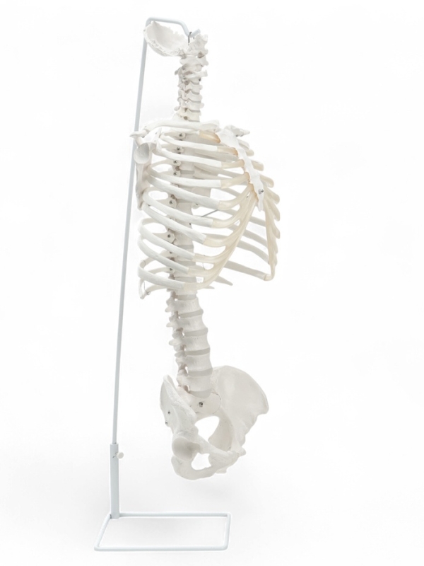 Макет "Поясничный отдел позвоночника, тазобедренный сустав" 40*26см