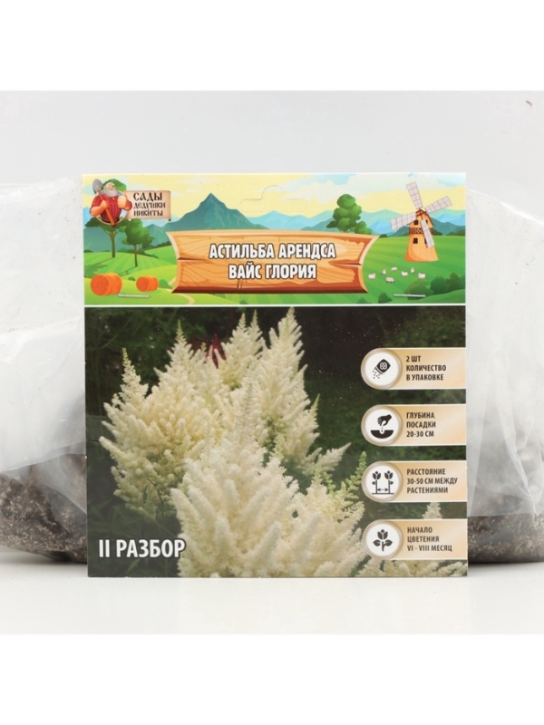 Астильба Арендса Weisse Gloria многолетник, корневище в торфогрунте, р-р II, 2 шт.