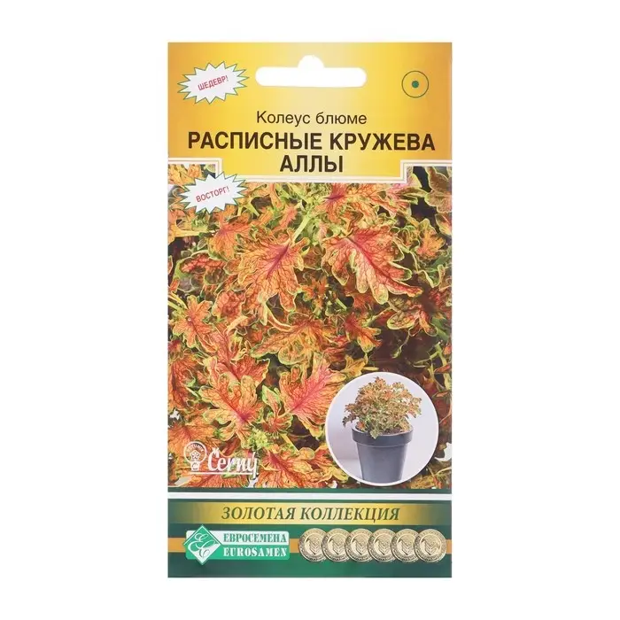 Семена Колеус блюме  "Кружева Аллы",  10 шт