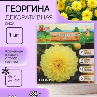 Георгина Декоративная &laquo;Сиса&raquo;, клубелуковица в упаковке, р-р I, 1 шт.