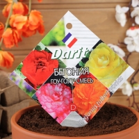 Семена цветов Бегония "Гоу-гоу", 6 шт. Семена цветов Бегония "Гоу-гоу", 6 шт.