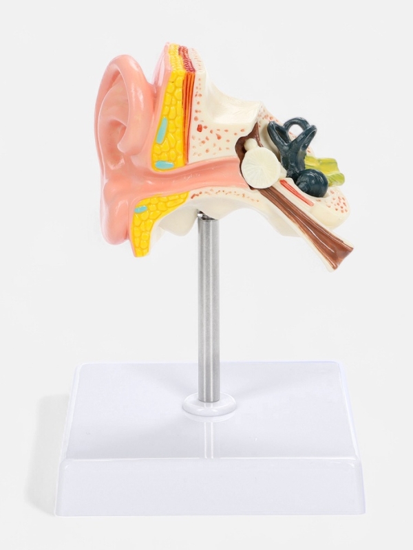Макет "Ухо в разрезе" 9*7*4см
