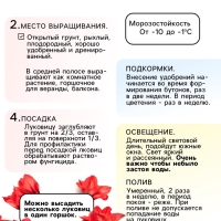 Амариллис Махровый Nymph, многолетник, луковица, р-р 22/24, 1 шт.