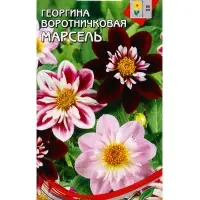 Семена цветов Георгина воротничковая Марсель