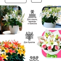 Лилия Азиатская Кашпо Happy Ice, рлуковица в пакете с перфорацией, -р 12/14, 2 шт.