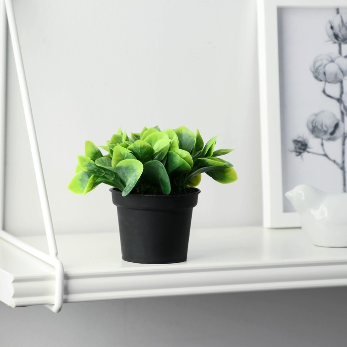 Бонсай в горшке Бонсай в горшке "Хавортия ладьевидная" 7х10 см