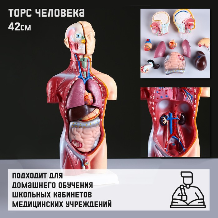 Макет Макет "Торс человека" 42 см