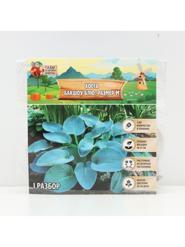 Хоста Buckshaw Blue, корневище в пакете с торфогрунтом, р-р I, размер M,1 шт.