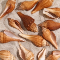 Набор ракушек, 3 - 5 см, 100 г Набор ракушек, 3 - 5 см, 100 г