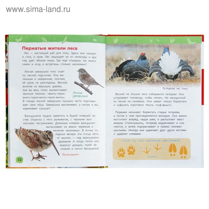 Энциклопедия для детского сада &laquo;В лесу&raquo;