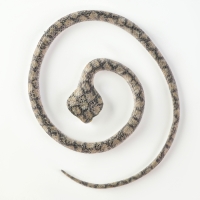 Новый год! Резиновая игрушка &laquo;Змея. Кобра&raquo;, 65 см