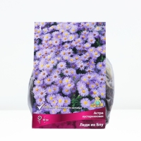 Астра кустарниковая &laquo;Леди ин Блу&raquo;, корневище в торфогрунте, р-р I, 1 шт.