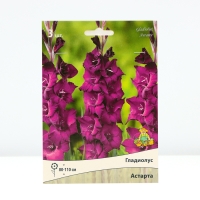 Гладиолус крупноцветковый &laquo;Астарта&raquo;, луковица цветов в пакете с перфорацией, р-р 10/12, 3 шт.