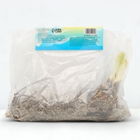 Лилейник Double Creamy Wonder, многолетник, корневище в пакете с торфогрунтом, р-р I, 1 шт.