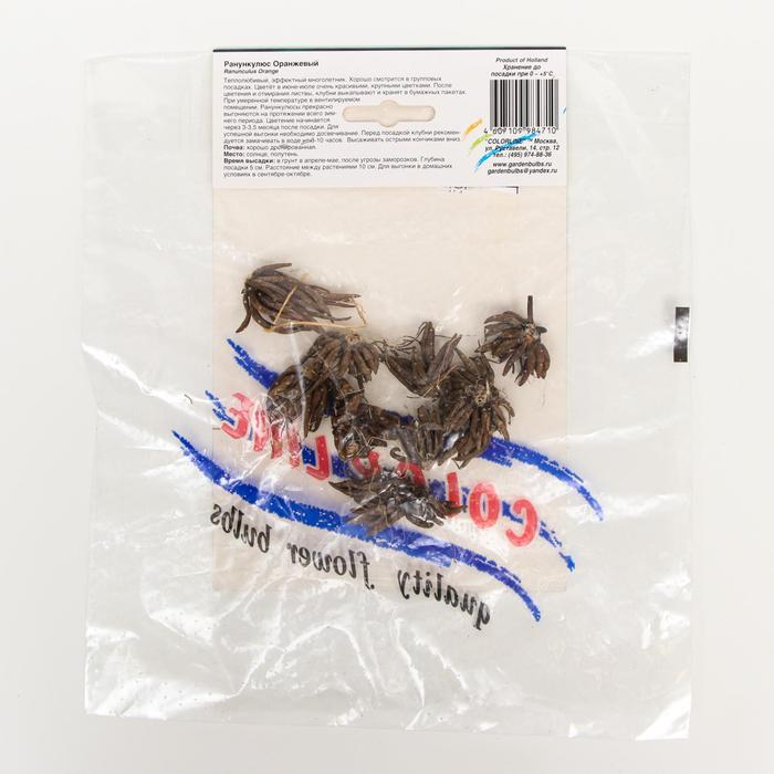 Ранункулюс Оранжевый р-р 7/8, 10 шт