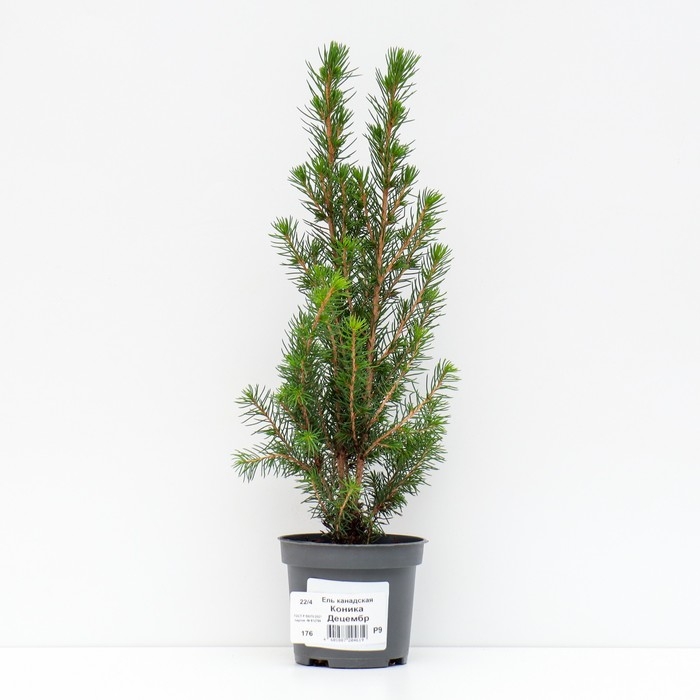 Ель канадская "Коника Децембр", Р9, 1шт, h 3-20 см, Осень 2024