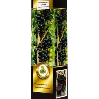 Смородина черная перспективные сорта Грация